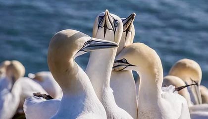 熊猫体育网页版-快船主场连胜乔治再砍高分，快船连胜纪录