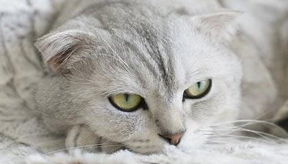 熊猫体育-智能穿戴设备在青少年体育锻炼中的应用，智能穿戴项目