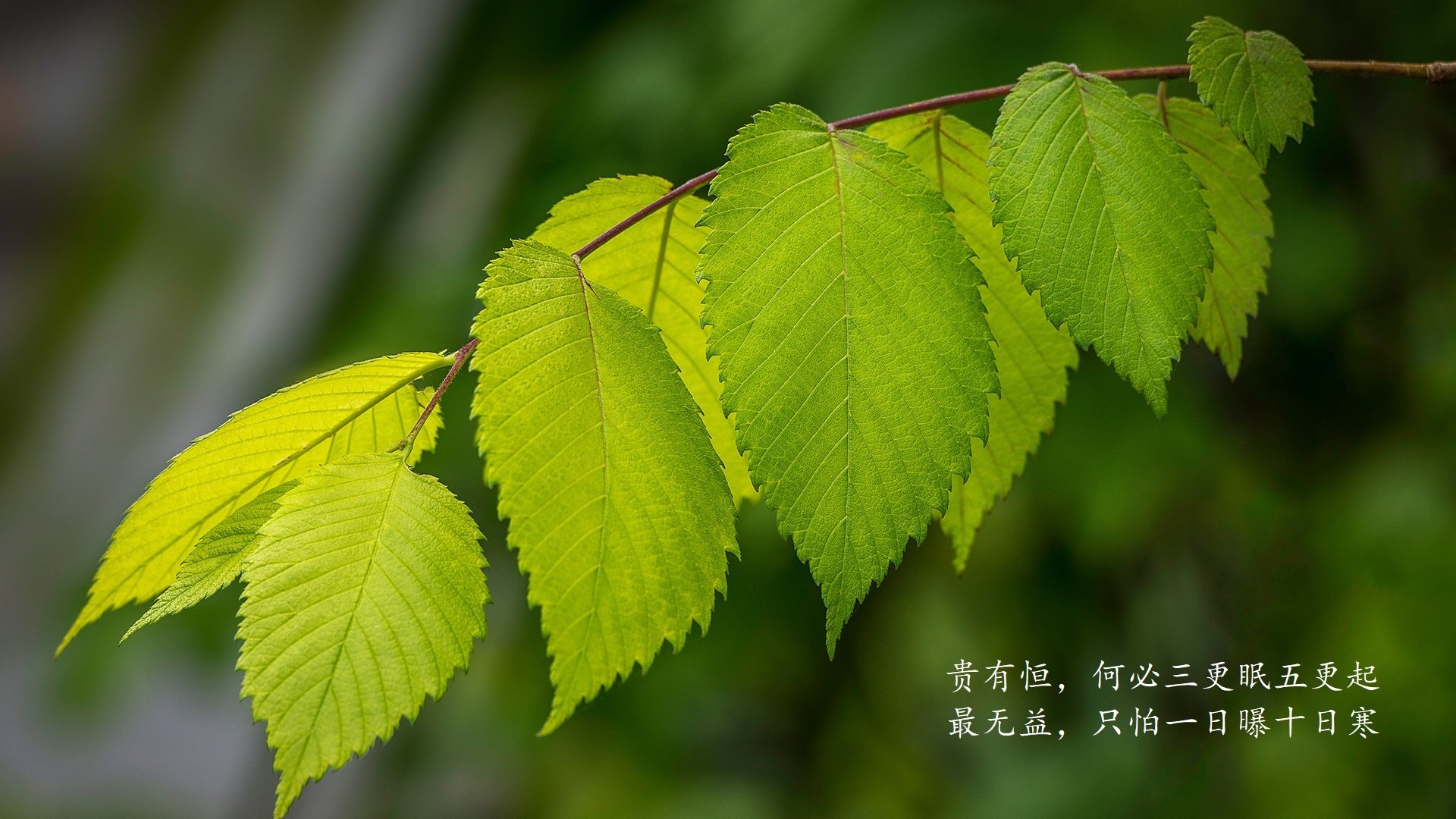 西甲新星持续涌现，未来之星不断培养，未来之星足球队的教练和小队员正在研究