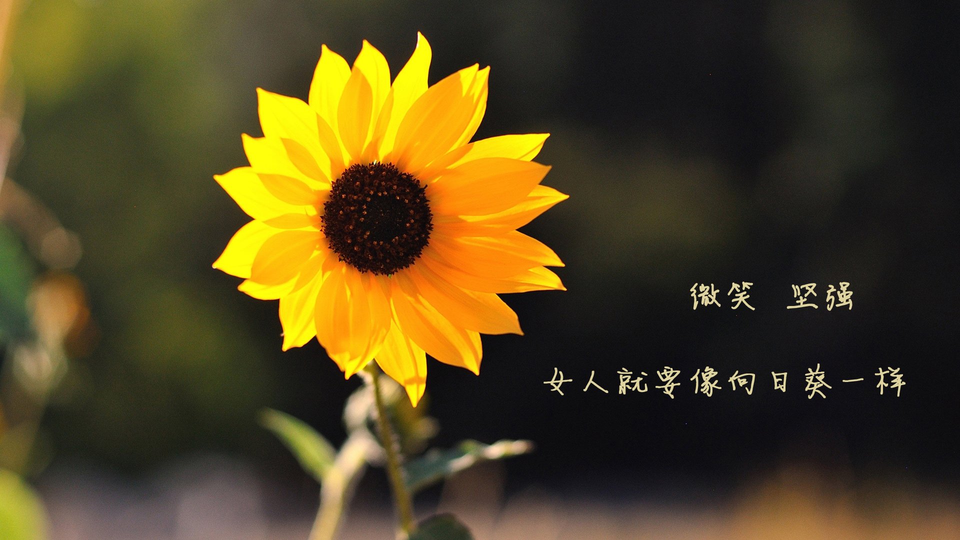 LCS战队备战MSI国际邀请赛，lcs赛区队伍