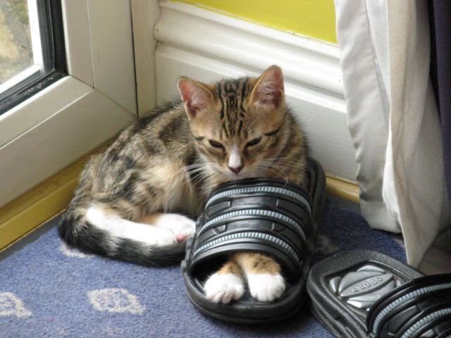 篮网调整训练计划提升球员体能状态，篮网训练日